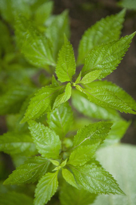 无人,竖图,俯视,室内,特写,白天,植物,叶子,朦胧,模糊,新鲜,纹理,绿叶,草药,药草,中药,绿色,嫩叶,青春,生命,药材,中草药,和平,安详,中药材,本草,香茶菜,肌理,冷色,叶,叶片,叶脉,彩图,高角度拍摄,黄汁草,土黄连,溪沟草,溪黄草,熊胆草,血风草