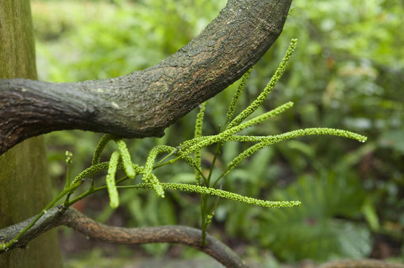 无人,横图,室外,特写,白天,正面,植物,叶子,朦胧,模糊,新鲜,纹理,绿叶,草药,药草,枝条,中药,树,树木,树枝,绿色,嫩叶,青春,生命,药材,中草药,和平,安详,中药材,本草,密花豆,肌理,冷色,虬枝,枝杈,叶,叶片,叶脉,彩图,白花油麻藤,鸡血藤,亮叶岩豆藤,山鸡血藤,香花岩豆藤,血藤