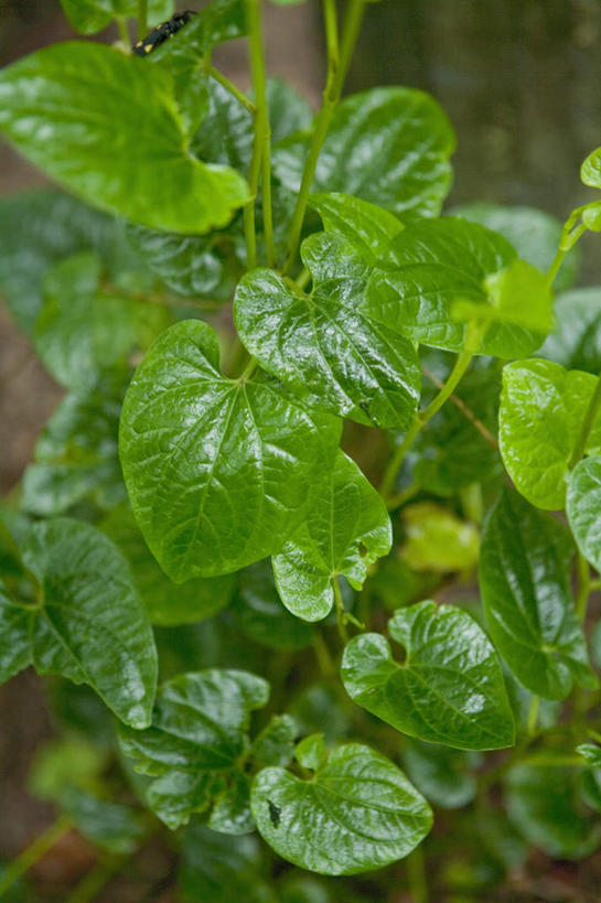 无人,竖图,室外,特写,白天,正面,植物,叶子,新鲜,纹理,绿叶,草药,药草,中药,绿色,嫩叶,青春,生命,药材,中草药,和平,安详,中药材,本草,荜拨,肌理,冷色,叶,叶片,叶脉,彩图,荜茇,蛤蒌