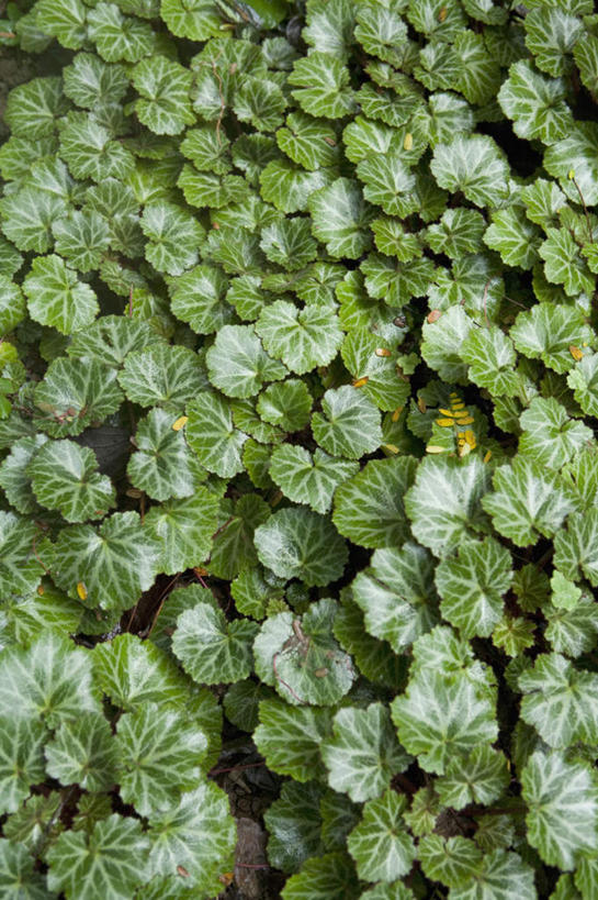无人,竖图,俯视,室内,特写,白天,植物,虎耳草,叶子,新鲜,纹理,绿叶,草药,药草,中药,绿色,嫩叶,青春,生命,药材,中草药,和平,安详,中药材,本草,肌理,冷色,叶,叶片,叶脉,石荷叶,老虎草,金丝荷叶,彩图,高角度拍摄