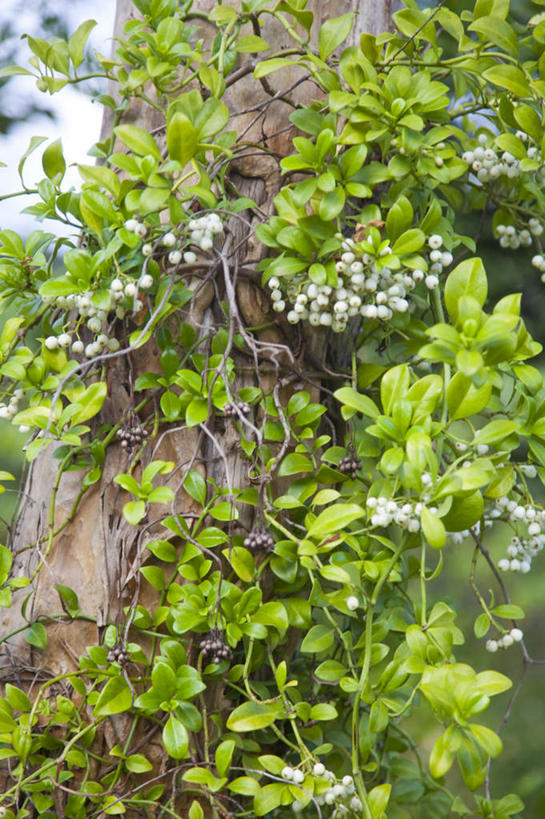 无人,竖图,室外,特写,白天,仰视,植物,叶子,台湾,中国,亚洲,朦胧,模糊,盛开,纹理,绿叶,枝条,花蕾,花,花瓣,花朵,鲜花,树,树木,树枝,绿色,花苞,花蕊,嫩叶,东亚,屏东县,肌理,港澳台,中华人民共和国,台湾省,虬枝,枝杈,叶,叶片,叶脉,彩图,低角度拍摄,屏,屏东,屏县,台