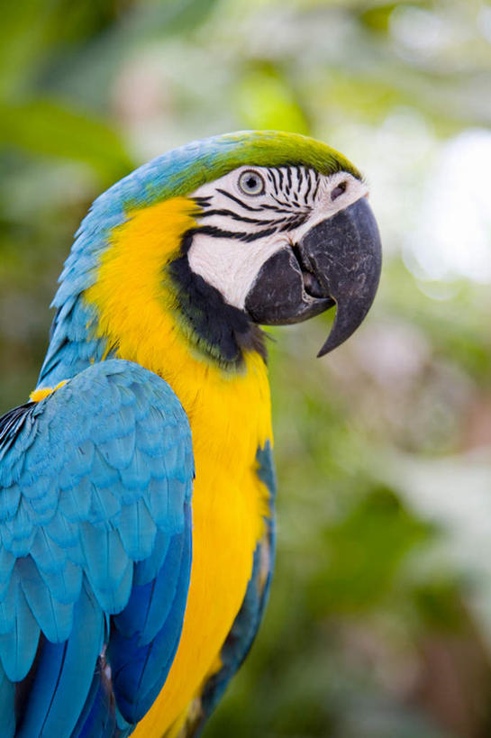 无人,站,竖图,室外,特写,白天,侧面,旅游,度假,美景,森林,树林,植物,鸟,鹦鹉,印度尼西亚,印尼,亚洲,朦胧,模糊,鸟类,景观,注视,娱乐,树,树木,一只,黄色,蓝色,绿色,自然,动物,观察,看,站着,享受,休闲,景色,巴厘岛,放松,可爱,东南亚,活泼,生长,成长,观看,察看,金刚鹦鹉,关注,自然风光,印度尼西亚共和国,绯红金刚鹦鹉,红黄金刚鹦鹉,五彩金刚鹦鹉,观赏鸟,巴厘省,站立,半身,彩图