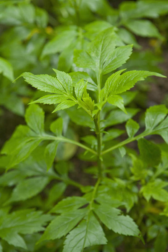 无人,竖图,俯视,室内,特写,白天,植物,叶子,朦胧,模糊,新鲜,纹理,绿叶,苦菜,草药,药草,中药,绿色,嫩叶,青春,生命,药材,中草药,和平,安详,中药材,本草,肌理,冷色,山芝麻,叶,叶片,叶脉,彩图,高角度拍摄,败酱,败酱草,黄花龙牙,黄鼠草,活血草,苦碟子,苦丁菜,苦麻菜,苦叶苗,苦斋,女郎花,小苦苣,小苦荬,野黄花