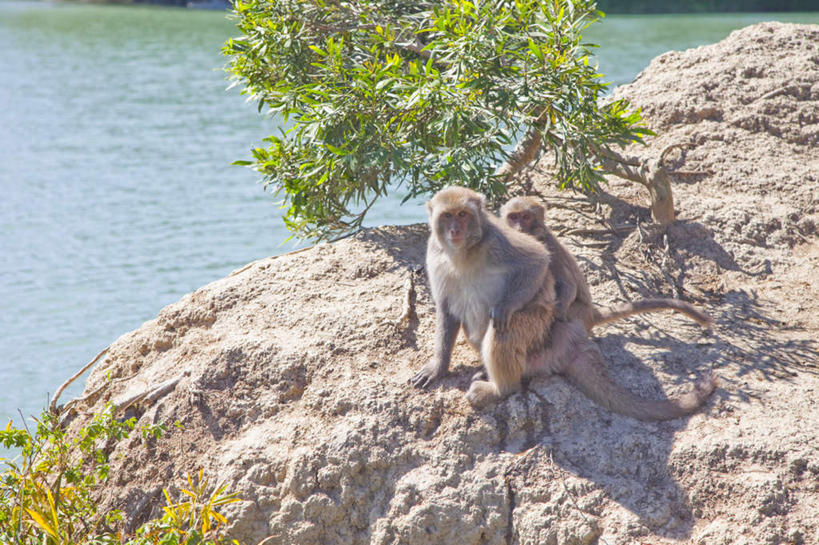 无人,坐,横图,室外,白天,侧面,旅游,度假,河流,石头,美景,山,山脉,水,植物,哺乳动物,猴,野生动物,猴子,台湾,中国,亚洲,石子,河水,景观,山峰,水流,山峦,南,注视,娱乐,树,树木,绿色,自然,动物,群山,观察,看,享受,休闲,景色,放松,可爱,活泼,生长,成长,观看,察看,关注,自然风光,东亚,沉积岩,台南市,港澳台,中华人民共和国,台湾省,台南,水成岩,石块,岩石,坐着,彩图,全身,南市,台南县,台