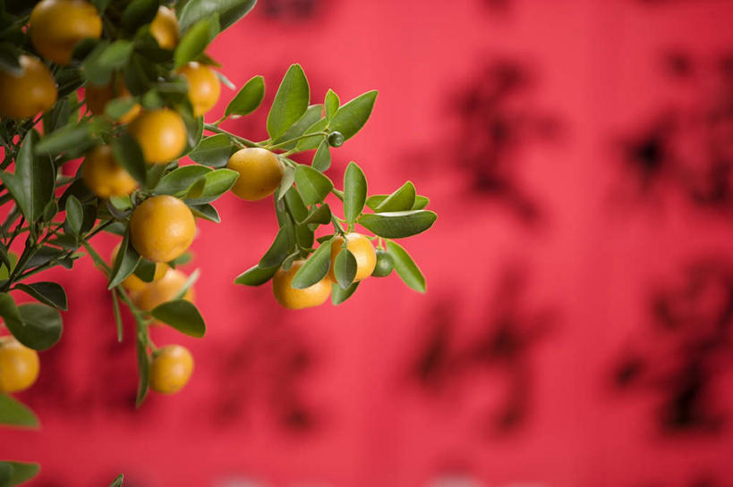 无人,横图,室内,特写,白天,正面,柑橘,叶子,春节,对联,阴影,节日,朦胧,模糊,庆祝,艺术,反射,标志,文字,影子,字符,手工艺品,绿叶,文化,标识,工艺品,庆典,嫩叶,汉字,纪念,春联,高雅,中国文化,中文,自信心,品位,国文,华文,柑桔,蜜桔,叶,叶片,橘子,桔子,橙子,橙,彩图,对子,楹联