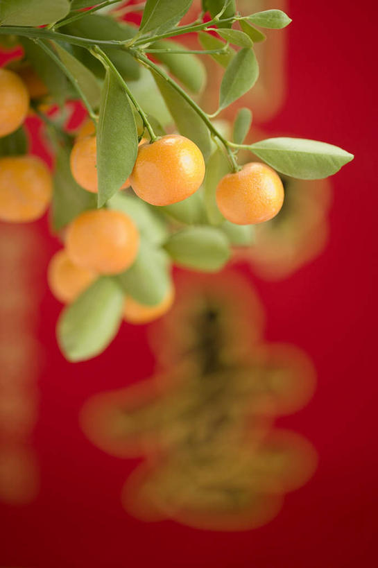 无人,竖图,室内,特写,白天,正面,柑橘,叶子,春节,对联,阴影,节日,朦胧,模糊,庆祝,艺术,反射,标志,文字,影子,字符,手工艺品,绿叶,文化,标识,工艺品,庆典,嫩叶,汉字,纪念,春联,高雅,中国文化,中文,自信心,品位,国文,华文,柑桔,蜜桔,叶,叶片,橘子,桔子,橙子,橙,彩图,对子,楹联