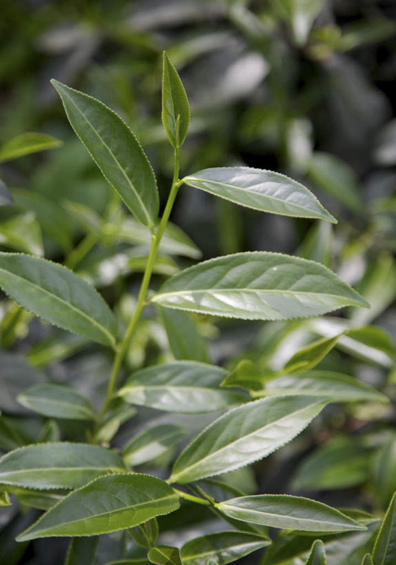 无人,农田,竖图,室外,特写,白天,正面,庄稼,农作物,美景,植物,叶子,阴影,朦胧,模糊,光线,纹理,影子,景观,绿叶,绿色,阳光,自然,嫩叶,景色,茶树,自然风光,肌理,叶,叶片,叶脉,彩图,耕地,庄稼田