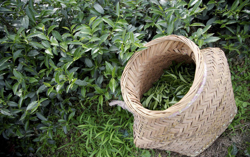 无人,农田,交叉,横图,俯视,室外,特写,白天,幸福,庄稼,农作物,美景,茶,竹子,叶子,阴影,竹制,丰富,丰收,编织,光线,篮子,影子,景观,茶叶,绿叶,丰盛,娱乐,阳光,自然,竹篮,享受,休闲,温馨,嫩叶,景色,放松,乐趣,茶树,竹条,交织,提神,舒适,竹制品,自然风光,醒脑,穿插,丰登,丰硕,叶,叶片,彩图,高角度拍摄,耕地,庄稼田