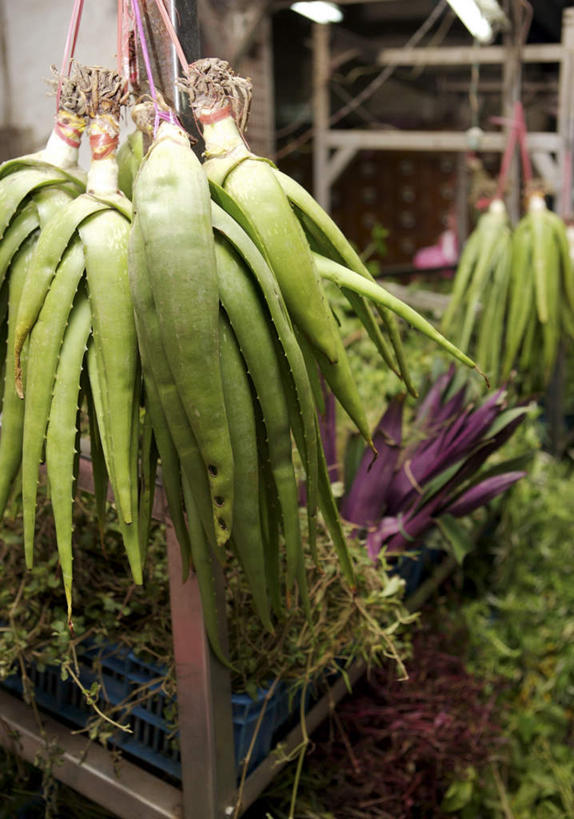 无人,竖图,室外,特写,白天,正面,植物,芦荟,许多,吊挂,悬挂,朦胧,模糊,草药,药草,很多,挂,中药,绿色,药店,药材,中草药,中药材,本草,罗帷草,讷会,奴会,象鼻莲,象胆,彩图,油葱