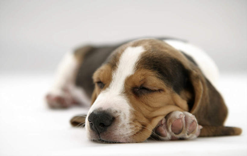 头,无人,闭眼,睡,横图,室内,特写,白天,白色背景,正面,宠物,狗,朦胧,模糊,猎兔犬,一只,动物,趴着,可爱,摄影,比格犬,影棚,忠诚,米格鲁猎兔犬,贝高狗,贝高犬,比格狗,猎兔狗,头部,犬,闭眼睛,闭着眼,闭着眼睛,困,困觉,趴,寝息,睡觉,彩图,全身,影棚拍摄,拍摄