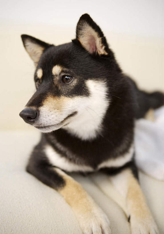 无人,客厅,坐,竖图,室内,白天,正面,沙发,宠物,狗,朦胧,模糊,注视,一只,动物,观察,看,可爱,观看,察看,起居室,关注,布艺沙发,秋田犬,忠诚,客堂,日本秋田犬,犬,坐着,半身,彩图