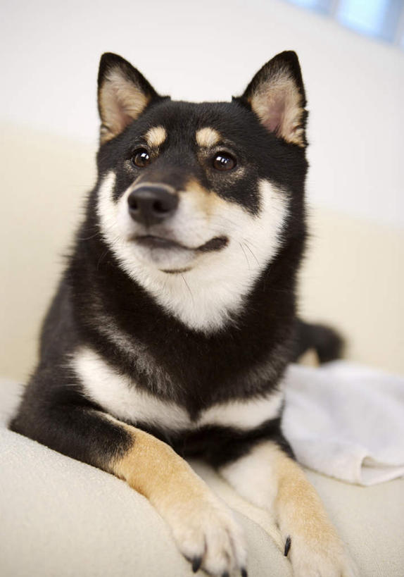 无人,客厅,竖图,室内,白天,正面,沙发,宠物,狗,纺织品,朦胧,模糊,装饰,毛毯,毯子,注视,纺织,一只,动物,垫子,观察,看,趴着,温暖,可爱,观看,华丽,修饰,点缀,察看,起居室,关注,布艺沙发,秋田犬,忠诚,衬托,美观,雅致,雅观,客堂,日本秋田犬,犬,趴,半身,彩图