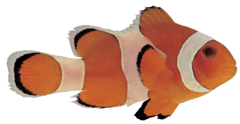 游泳,无人,横图,室内,特写,白天,白色背景,侧面,一条,鱼,注视,小丑鱼,鱼类,黄色,白色,黑色,观察,看,摄影,影棚,观看,察看,关注,海葵鱼,一套,泅水,三带双锯鱼,双锯鱼,拍浮,彩图,全身,影棚拍摄,拍摄