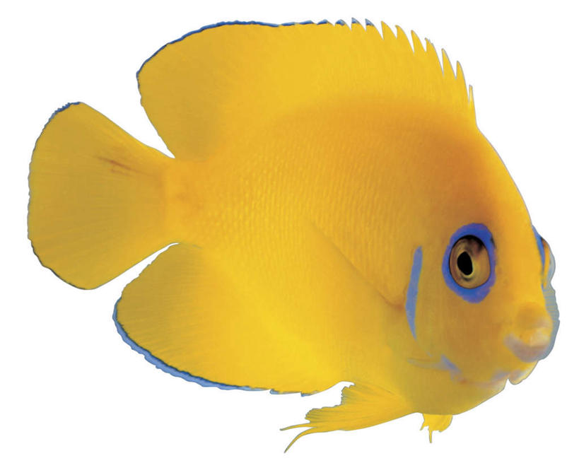 游泳,无人,横图,室内,特写,白天,白色背景,侧面,神仙鱼,一条,鱼,注视,鱼类,海洋生物,黄色,观察,看,摄影,影棚,观看,察看,关注,水生动物,水生物,海底动物,泅水,小鳍帆鱼,拍浮,燕鱼,彩图,全身,影棚拍摄,拍摄,黄金神仙,蓝眼黄新娘