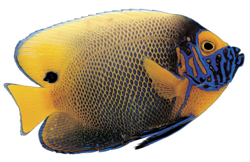 游泳,无人,横图,室内,特写,白天,白色背景,侧面,神仙鱼,一条,鱼,注视,鱼类,海洋生物,黄色,蓝色,黑色,观察,看,摄影,影棚,观看,察看,关注,水生动物,水生物,海底动物,泅水,小鳍帆鱼,拍浮,燕鱼,彩图,全身,影棚拍摄,拍摄,蓝面神仙鱼