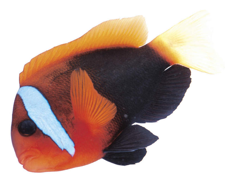 游泳,无人,横图,室内,特写,白天,白色背景,侧面,一条,鱼,注视,小丑鱼,鱼类,红色,白色,黑色,观察,看,摄影,影棚,观看,察看,关注,海葵鱼,泅水,三带双锯鱼,双锯鱼,拍浮,彩图,全身,影棚拍摄,拍摄,黑红小丑