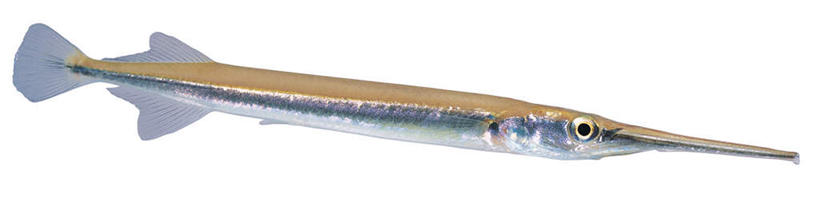 游泳,无人,横图,室内,特写,白天,白色背景,侧面,一条,鱼,银色,注视,鱼类,海洋生物,观察,看,摄影,影棚,观看,针鱼,鱵鱼,察看,关注,水生动物,水生物,海底动物,单针鱼,姜公鱼,铜吮鱼,针工鱼,针扎鱼,箴鱼,泅水,拍浮,彩图,全身,影棚拍摄,拍摄,异齿颌针鱼