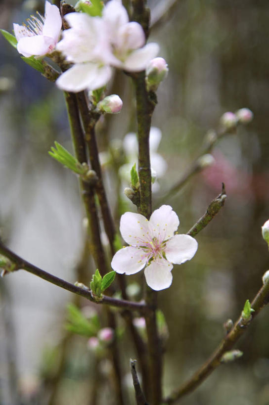无人,竖图,室外,特写,白天,正面,美景,植物,杏,叶子,朦胧,模糊,盛开,景观,杏花,绿叶,枝条,花蕾,花,花瓣,花朵,鲜花,树,树木,树枝,粉色,绿色,自然,花苞,花蕊,嫩叶,景色,生长,成长,自然风光,虬枝,枝杈,叶,叶片,彩图