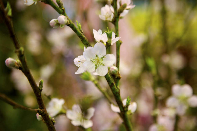 无人,横图,室外,特写,白天,正面,美景,植物,杏,叶子,朦胧,模糊,盛开,景观,杏花,绿叶,枝条,花蕾,花,花瓣,花朵,鲜花,树,树木,树枝,自然,花苞,花蕊,嫩叶,景色,自然风光,虬枝,枝杈,叶,叶片,彩图