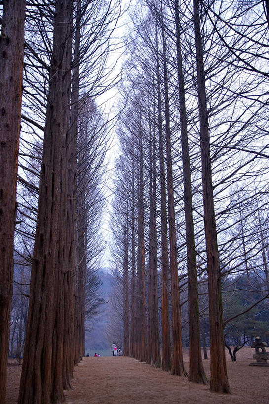 无人,竖图,室外,白天,仰视,旅游,度假,美景,森林,树林,植物,道路,路,朝鲜,韩国,亚洲,阴影,光线,影子,景观,小路,交通,娱乐,树,树木,蓝色,绿色,蓝天,天空,阳光,自然,天,享受,休闲,景色,放松,乡间小路,生长,晴朗,成长,自然风光,东亚,万里无云,大韩民国,朝鲜半岛,朝鲜民主主义人民共和国,韩半岛,晴空,晴空万里,彩图,低角度拍摄