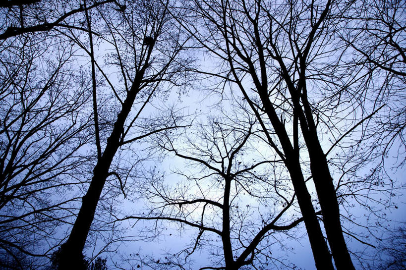 无人,横图,室外,白天,正面,旅游,度假,美景,森林,树林,植物,朝鲜,韩国,亚洲,阴影,光线,影子,景观,娱乐,树,树木,蓝色,绿色,蓝天,天空,阳光,自然,天,享受,休闲,景色,放松,生长,晴朗,成长,自然风光,东亚,万里无云,大韩民国,朝鲜半岛,朝鲜民主主义人民共和国,韩半岛,晴空,晴空万里,彩图