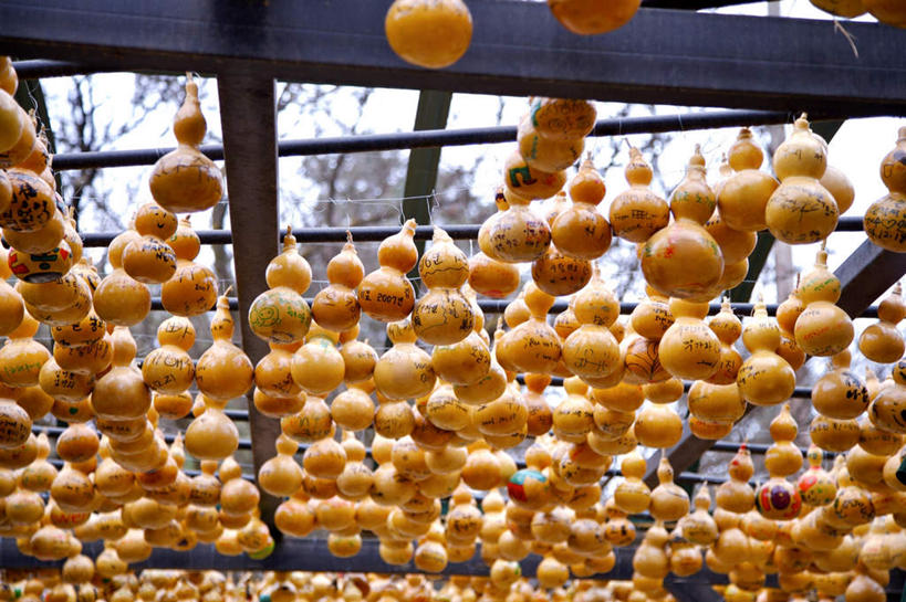 无人,横图,室外,白天,仰视,植物,朝鲜,韩国,亚洲,一排,许多,吊挂,悬挂,整齐,并列,并排,葫芦,很多,挂,树,树木,排列,黄色,绿色,自然,生长,成长,队列,平行,东亚,大韩民国,朝鲜半岛,朝鲜民主主义人民共和国,韩半岛,彩图,低角度拍摄