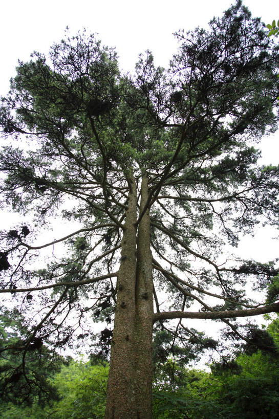 无人,竖图,室外,白天,正面,旅游,度假,黄山,美景,植物,松树,中国,亚洲,景观,娱乐,树,树木,绿色,自然,享受,休闲,景色,放松,生长,成长,自然风光,坚定,东亚,安徽,安徽省,黄山市,中华人民共和国,华东地区,长寿,皖,贞洁,黟山,彩图,世界地质公园,天下第一奇山