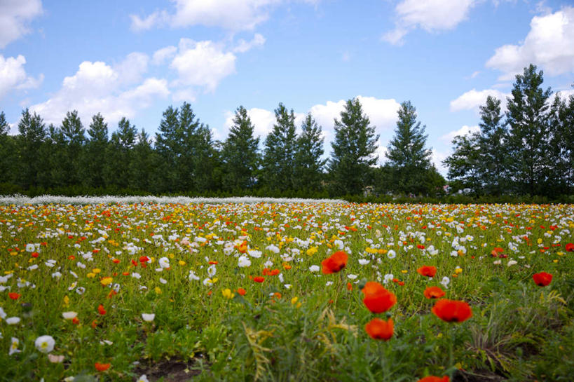 无人,横图,室外,白天,正面,旅游,度假,草地,草坪,花海,花圃,美景,植物,叶子,北海道,日本,亚洲,阴影,盛开,光线,影子,景观,云,云朵,花蕾,云彩,娱乐,虞美人,草,花,花瓣,花朵,花卉,鲜花,树,树木,蓝色,绿色,白云,蓝天,天空,阳光,自然,花丛,花束,花田,天,花苞,花蕊,享受,休闲,景色,放松,生长,晴朗,成长,安慰,自然风光,东亚,日本国,北海道地方,北海道岛,丽春花,苞米罂粟,蝴蝶满园春,赛牡丹,生离,顺从,死别,慰问,晴空,彩图