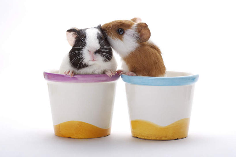 无人,横图,室内,白天,白色背景,正面,野生动物,杯子,阴影,反射,影子,注视,两个,动物,水杯,观察,看,两只,可爱,摄影,活泼,影棚,观看,察看,关注,私语,密语,耳语,荷兰鼠,荷兰猪,天竺鼠,豚鼠,彩豚,茶杯,彩图,全身,影棚拍摄,拍摄