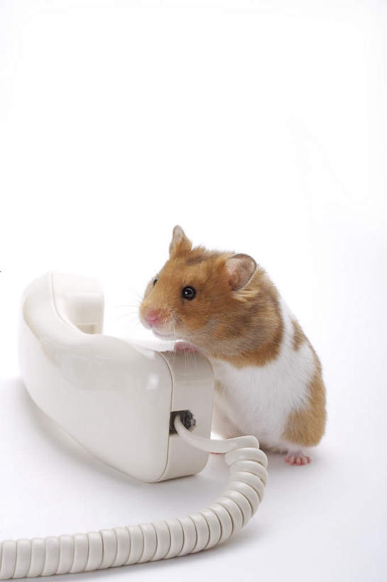 无人,站,打电话,竖图,室内,白天,白色背景,侧面,野生动物,老鼠,电话,握,阴影,反射,仓鼠,影子,注视,通讯设备,一个,一只,白色,动物,话筒,观察,看,站着,电话线,可爱,握着,摄影,活泼,影棚,单个,观看,鼠,察看,固定电话,关注,搬仓鼠,腮鼠,黄金地鼠,金黄地鼠,金毛鼠,金丝熊,叙利亚仓鼠,叙利亚地鼠,珍珠熊,交流,电话机,沟通,通话,站立,彩图,全身,影棚拍摄,拍摄