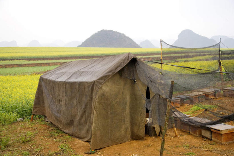 无人,农田,横图,室外,白天,正面,旅游,度假,庄稼,农作物,美景,山,山脉,中国,亚洲,阴影,光线,影子,帐篷,景观,山峰,山峦,娱乐,云南,蓝色,蓝天,天空,阳光,自然,群山,天,享受,休闲,景色,放松,晴朗,自然风光,露营,野营,东亚,罗平,云南省,曲靖市,曲靖,罗平县,万里无云,中华人民共和国,西南地区,滇,晴空,晴空万里,彩图,耕地,庄稼田