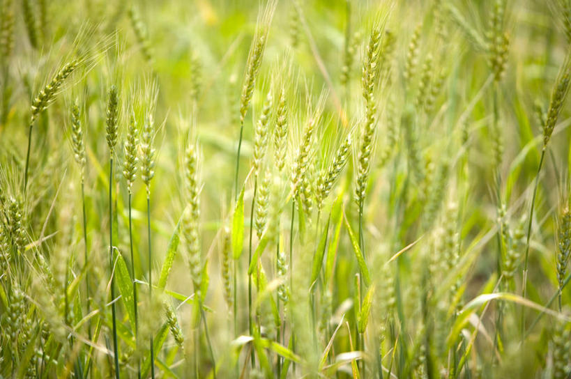 无人,农田,横图,室外,特写,白天,正面,旅游,度假,庄稼,农作物,小麦,美景,昆明,中国,亚洲,阴影,朦胧,模糊,光线,影子,景观,谷物,麦田,娱乐,云南,阳光,自然,享受,休闲,景色,放松,麦子,自然风光,昆明市,东亚,云南省,东川,中华人民共和国,省会,西南地区,滇,彩图,耕地,庄稼田,东川红土地,东川区,新田乡