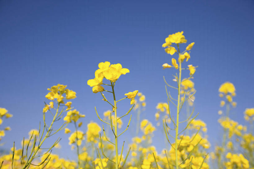 无人,横图,室外,特写,白天,仰视,花海,花圃,美景,植物,叶子,中国,亚洲,阴影,朦胧,模糊,盛开,光线,影子,景观,花蕾,云南,花,花瓣,花朵,花卉,鲜花,黄色,蓝色,绿色,蓝天,天空,阳光,自然,花丛,花束,花田,天,花苞,花蕊,油菜花,景色,晴朗,自然风光,东亚,罗平,云南省,曲靖市,曲靖,罗平县,万里无云,中华人民共和国,西南地区,滇,晴空,晴空万里,彩图,低角度拍摄,芸苔,芸薹