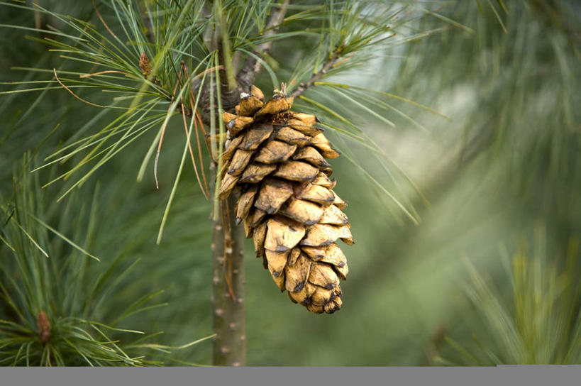 无人,横图,室外,特写,白天,正面,美景,叶子,昆明,中国,亚洲,吊挂,悬挂,阴影,朦胧,模糊,光线,影子,景观,坚果,果实,绿叶,松果,挂,云南,一个,阳光,自然,干果,嫩叶,景色,单个,松塔,自然风光,昆明市,东亚,云南省,东川,中华人民共和国,省会,西南地区,滇,叶,叶片,彩图,东川红土地,东川区,新田乡