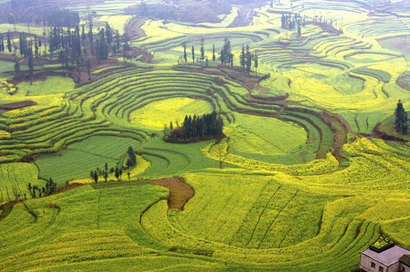 无人,农田,横图,俯视,室外,白天,旅游,度假,庄稼,梯田,农作物,草地,草坪,美景,植物,中国,亚洲,曲折,弯曲,景观,娱乐,云南,草,树,树木,绿色,自然,享受,休闲,景色,放松,蜿蜒,生长,成长,自然风光,东亚,罗平,云南省,曲靖市,曲靖,罗平县,中华人民共和国,西南地区,滇,彩图,高角度拍摄,耕地,庄稼田