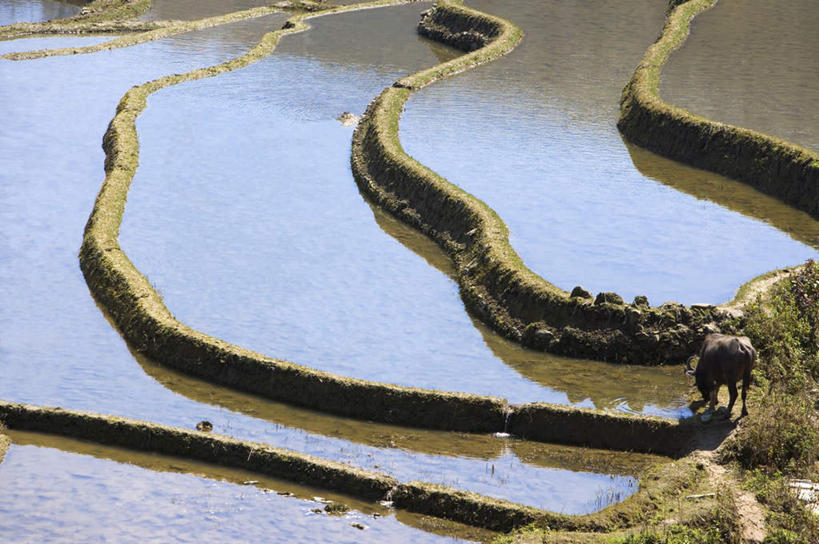 无人,农田,横图,俯视,室外,白天,旅游,度假,庄稼,梯田,农作物,草地,草坪,美景,山,山脉,水,植物,中国,亚洲,阴影,曲折,弯曲,光线,液体,影子,景观,山峰,水滴,山峦,娱乐,云南,草,绿色,阳光,自然,群山,享受,休闲,景色,放松,蜿蜒,自然风光,东亚,元阳,云南省,中华人民共和国,西南地区,滇,红河,红河州,红河哈尼族彝族自治州,哀牢山,元阳梯田,元阳县,彩图,高角度拍摄,耕地,庄稼田