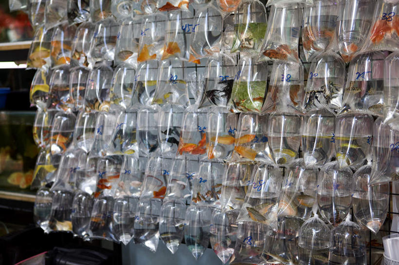 无人,横图,室外,白天,正面,购物,度假,消费,美景,城市风光,城市,香港,中国,亚洲,许多,金鱼,鱼,景观,集市,市场,很多,娱乐,鱼类,享受,休闲,景色,放松,金融,港,选购,贸易,东亚,九龙,旺角,香港特别行政区,港澳台,中华人民共和国,观赏鱼,金鲫鱼,九龙半岛,油尖旺区,彩图,全身,鱼市