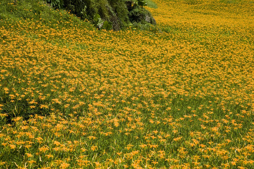 无人,农田,横图,室外,白天,正面,旅游,度假,庄稼,农作物,花海,花圃,美景,植物,百合花,萱草,叶子,台湾,中国,亚洲,盛开,景观,花蕾,娱乐,花,花瓣,花朵,花卉,鲜花,黄色,绿色,自然,花丛,花束,花田,花苞,花蕊,享受,休闲,景色,放松,自然风光,东亚,花莲县,港澳台,中华人民共和国,强瞿,疗愁,萱草花,宜男,台湾省,花莲,百合蒜,倒仙,番韭,山丹,忘忧草,金针菜,黄花菜,彩图,耕地,庄稼田,富里乡,台