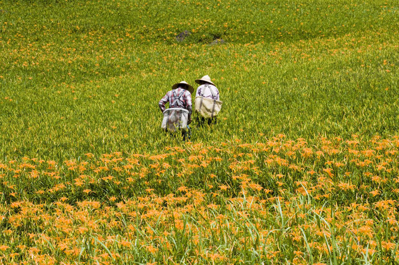 东方人,两个人,农民,农田,站,横图,室外,白天,正面,旅游,度假,庄稼,农作物,花海,花圃,美景,植物,百合花,萱草,帽子,叶子,台湾,中国,亚洲,服装,盛开,草帽,景观,花蕾,注视,休闲装,黄种人,娱乐,花,花瓣,花朵,花卉,鲜花,衣服,黄色,绿色,自然,花丛,花束,花田,花苞,花蕊,观察,看,站着,享受,休闲,休闲服,景色,放松,服饰,观看,察看,关注,自然风光,东亚,花莲县,港澳台,中华人民共和国,强瞿,疗愁,萱草花,宜男,台湾省,花莲,百合蒜,倒仙,番韭,山丹,男人,男性,年轻男性,年轻女性,女人,女性,亚洲人,忘忧草,金针菜,黄花菜,佃农,农场主,农夫,农工,乡下人,小农,庄稼人,站立,彩图,全身,耕地,庄稼田,富里乡,台