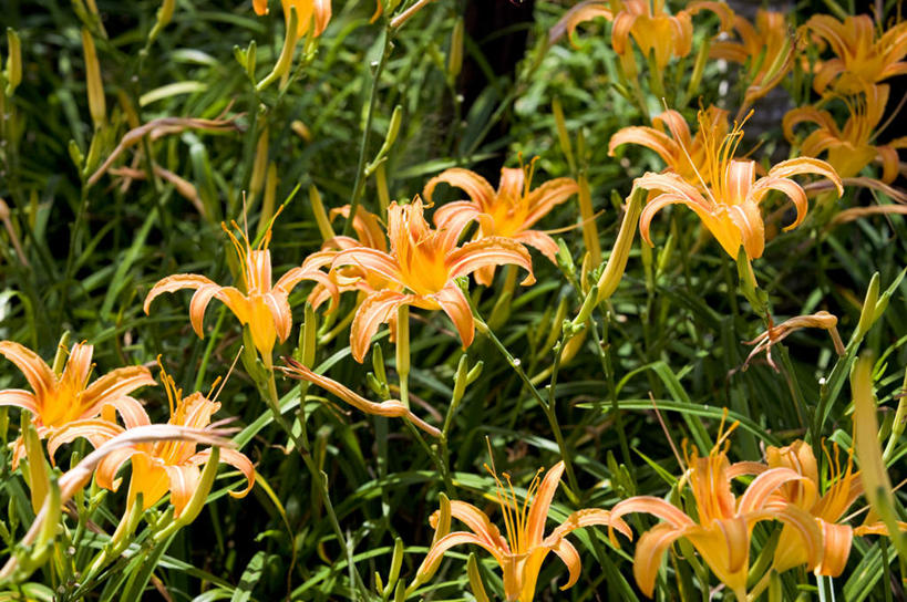 无人,横图,俯视,室外,特写,白天,花海,花圃,美景,植物,百合花,萱草,叶子,台湾,中国,亚洲,盛开,景观,花蕾,花,花瓣,花朵,花卉,鲜花,绿色,自然,花丛,花束,花田,花苞,花蕊,橙色,景色,自然风光,东亚,花莲县,港澳台,中华人民共和国,强瞿,疗愁,萱草花,宜男,台湾省,花莲,百合蒜,倒仙,番韭,山丹,忘忧草,金针菜,黄花菜,彩图,高角度拍摄,富里乡,台