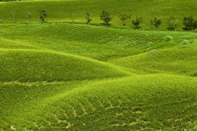 无人,农田,横图,俯视,室外,白天,旅游,度假,庄稼,农作物,草地,草坪,石头,美景,山,山脉,植物,台湾,中国,亚洲,石子,景观,山顶,山峰,山峦,娱乐,草,树,树木,绿色,自然,群山,享受,休闲,景色,放松,生长,成长,自然风光,东亚,沉积岩,花莲县,港澳台,中华人民共和国,台湾省,颠峰,极峰,水成岩,花莲,石块,岩石,彩图,高角度拍摄,耕地,庄稼田,富里乡,台