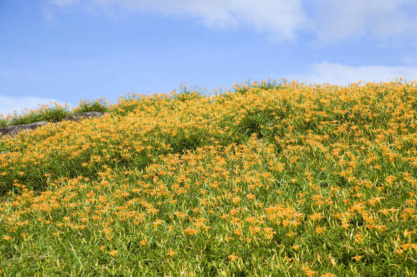 无人,农田,横图,室外,白天,正面,旅游,度假,庄稼,农作物,花海,花圃,石头,美景,山,山脉,植物,百合花,萱草,叶子,台湾,中国,亚洲,阴影,盛开,光线,石子,影子,景观,山顶,山峰,云,云朵,山峦,花蕾,云彩,娱乐,花,花瓣,花朵,花卉,鲜花,黄色,蓝色,绿色,白云,蓝天,天空,阳光,自然,花丛,花束,花田,群山,天,花苞,花蕊,享受,休闲,景色,放松,晴朗,自然风光,东亚,沉积岩,花莲县,港澳台,中华人民共和国,强瞿,疗愁,萱草花,宜男,台湾省,颠峰,极峰,水成岩,花莲,百合蒜,倒仙,番韭,山丹,石块,岩石,晴空,忘忧草,金针菜,黄花菜,彩图,耕地,庄稼田,富里乡,台