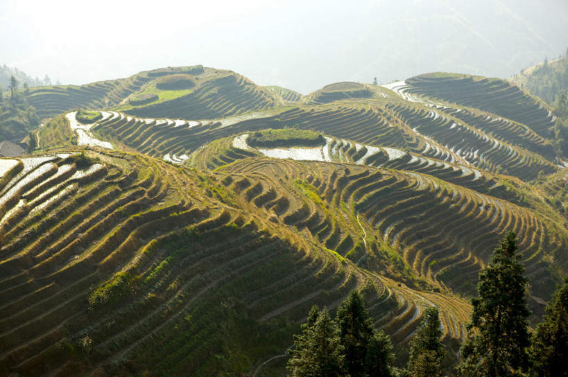 无人,农田,横图,俯视,室外,白天,旅游,度假,庄稼,农作物,草地,草坪,石头,美景,山,山脉,植物,中国,亚洲,石子,景观,山顶,山峰,山峦,娱乐,草,树,树木,绿色,自然,群山,享受,休闲,景色,放松,生长,成长,广西,自然风光,东亚,沉积岩,龙胜,龙脊梯田,广西壮族自治区,中华人民共和国,桂,华南地区,颠峰,极峰,龙胜各族自治县,水成岩,龙胜梯田,石块,岩石,彩图,高角度拍摄,耕地,庄稼田