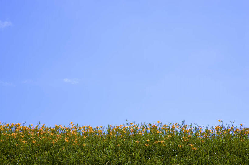 无人,农田,横图,室外,白天,正面,旅游,度假,庄稼,农作物,花海,花圃,美景,植物,百合花,萱草,叶子,台湾,中国,亚洲,阴影,盛开,光线,影子,景观,花蕾,娱乐,花,花瓣,花朵,花卉,鲜花,黄色,蓝色,绿色,蓝天,天空,阳光,自然,花丛,花束,花田,天,花苞,花蕊,享受,休闲,景色,放松,晴朗,自然风光,东亚,花莲县,万里无云,港澳台,中华人民共和国,强瞿,疗愁,萱草花,宜男,台湾省,花莲,百合蒜,倒仙,番韭,山丹,晴空,晴空万里,忘忧草,金针菜,黄花菜,彩图,耕地,庄稼田,富里乡,台