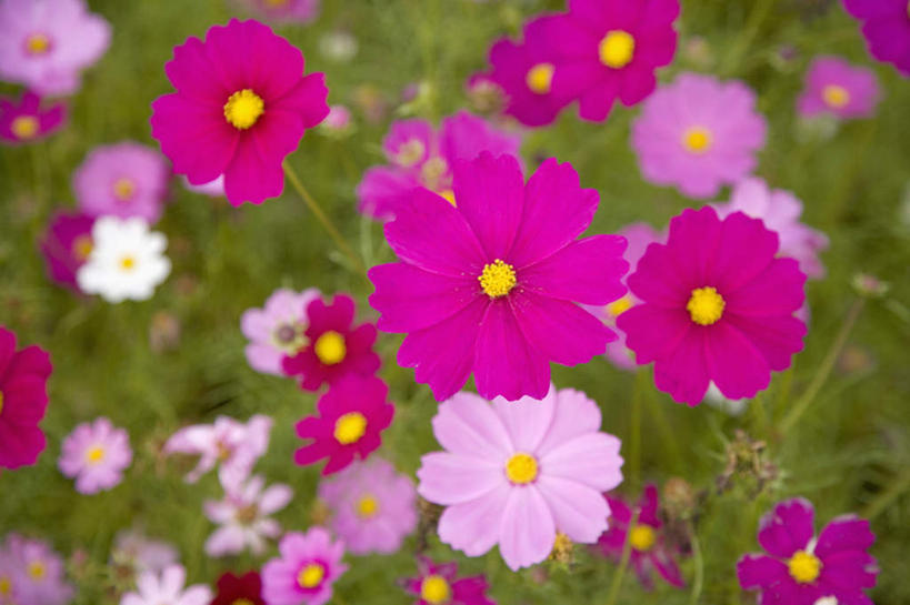 无人,横图,俯视,室外,特写,白天,花海,花圃,美景,植物,叶子,台湾,中国,亚洲,朦胧,模糊,盛开,景观,花蕾,花,花瓣,花朵,花卉,鲜花,粉色,绿色,紫色,自然,花丛,花束,花田,花苞,花蕊,景色,自然风光,东亚,港澳台,中华人民共和国,台湾省,台中,台中市,彩图,高角度拍摄,台