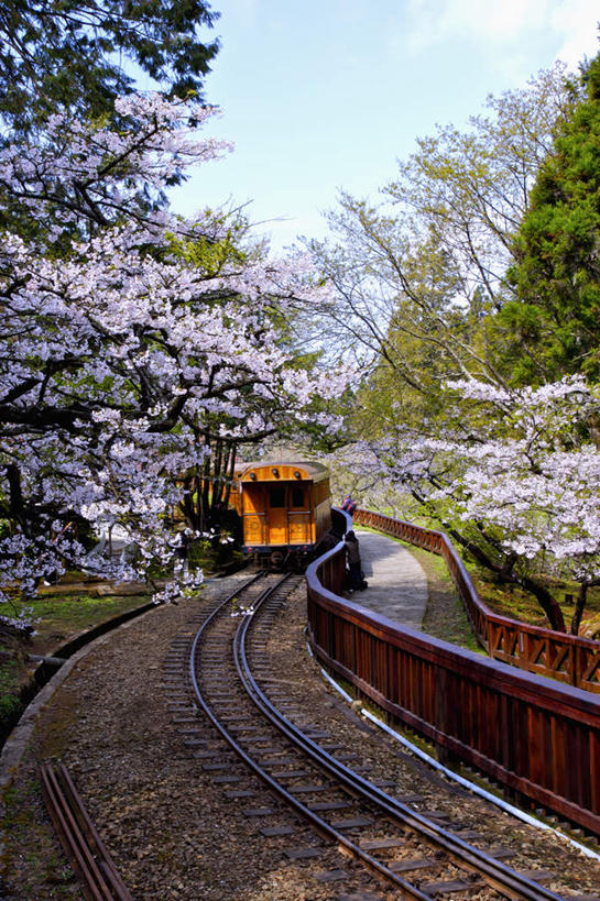 无人,竖图,室外,白天,正面,旅游,度假,幸福,纯洁,美景,植物,路,铁路,火车,樱花,台湾,中国,亚洲,阴影,盛开,光线,影子,景观,轨道,交通,铁轨,花蕾,娱乐,车,花,花瓣,花朵,鲜花,树,树木,蓝色,绿色,蓝天,天空,阳光,自然,交通工具,天,花苞,花蕊,享受,休闲,景色,放松,运输,生长,晴朗,成长,等待,生命,自然风光,载具,东亚,嘉义,阿里山国家风景区,万里无云,港澳台,中华人民共和国,仙樱花,福岛樱,青肤樱,高尚,台湾省,嘉义市,热烈,晴空,晴空万里,荆桃,彩图,台