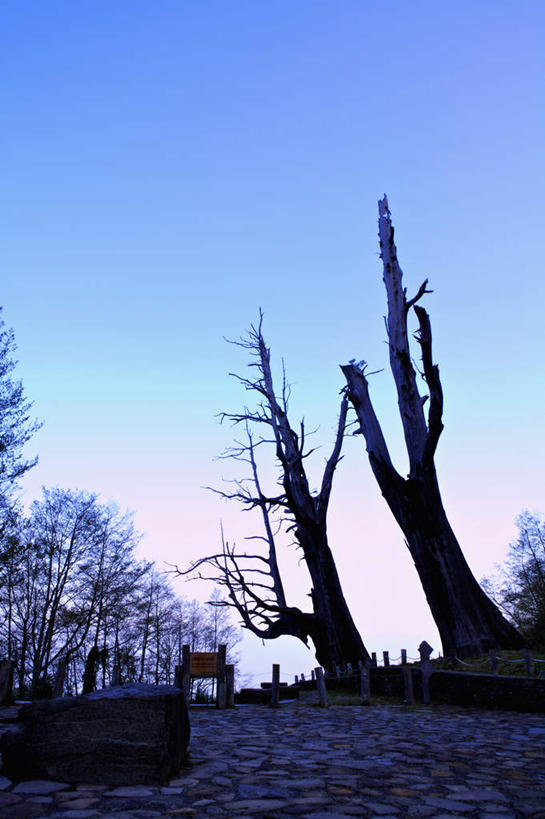 无人,竖图,室外,白天,仰视,旅游,度假,美景,植物,台湾,中国,亚洲,阴影,光线,影子,景观,枝条,娱乐,树,树木,树枝,蓝色,蓝天,天空,阳光,自然,天,享受,休闲,景色,放松,晴朗,自然风光,东亚,嘉义,阿里山,万里无云,港澳台,中华人民共和国,台湾省,嘉义市,虬枝,枝杈,晴空,晴空万里,彩图,低角度拍摄,台