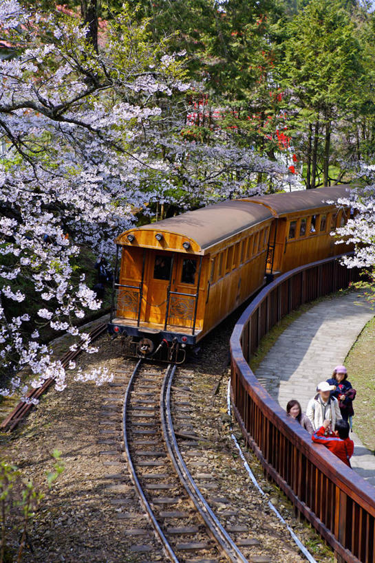 东方人,一个人,栏杆,站,竖图,俯视,室外,白天,度假,幸福,纯洁,美景,植物,城市风光,城市,路,铁路,火车,樱花,台湾,中国,亚洲,仅一个年轻女性,仅一个女性,仅一个人,一辆,服装,盛开,扶手,景观,轨道,交通,铁轨,花蕾,注视,休闲装,黄种人,娱乐,护栏,车,花,花瓣,花朵,鲜花,树,树木,衣服,绿色,自然,交通工具,花苞,花蕊,观察,看,站着,享受,休闲,休闲服,景色,放松,运输,服饰,生长,成长,观看,等待,察看,生命,关注,载具,东亚,嘉义,阿里山,港澳台,中华人民共和国,仙樱花,福岛樱,青肤樱,高尚,台湾省,嘉义市,热烈,年轻女性,女人,女性,亚洲人,荆桃,站立,彩图,高角度拍摄,全身,台