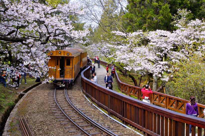 东方人,栏杆,走,横图,室外,白天,正面,度假,幸福,纯洁,美景,植物,城市风光,城市,路,铁路,火车,樱花,台湾,中国,亚洲,一辆,行人,游客,游人,服装,盛开,扶手,景观,轨道,交通,铁轨,许多人,花蕾,注视,休闲装,黄种人,娱乐,护栏,路人,旅客,车,花,花瓣,花朵,鲜花,树,树木,衣服,绿色,自然,交通工具,花苞,花蕊,观察,看,一群人,享受,休闲,休闲服,景色,放松,运输,服饰,生长,成长,观看,等待,察看,生命,关注,载具,东亚,嘉义,阿里山,港澳台,中华人民共和国,仙樱花,福岛樱,青肤樱,高尚,台湾省,嘉义市,热烈,过客,男人,男性,年轻男性,年轻女性,女人,女性,亚洲人,荆桃,步行,散步,走路,半身,彩图,台