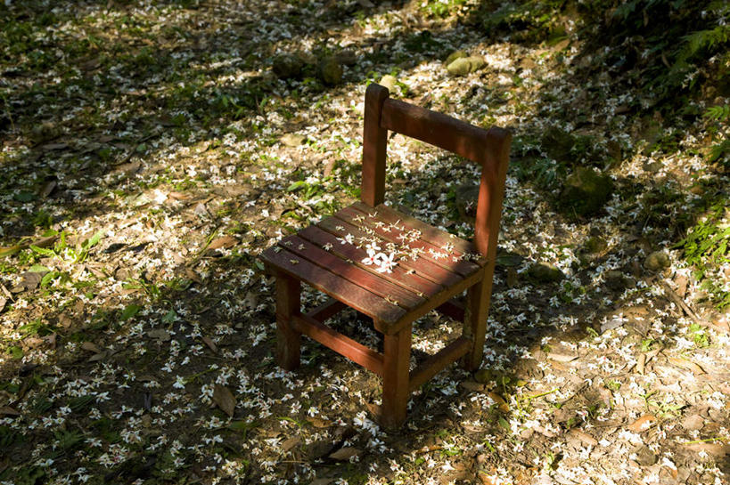 无人,横图,俯视,室外,白天,旅游,度假,草地,草坪,美景,植物,椅子,台湾,中国,亚洲,一把,许多,阴影,盛开,光线,影子,木椅,景观,花蕾,娱乐,草,花,花瓣,花朵,鲜花,绿色,阳光,自然,花苞,花蕊,享受,休闲,景色,放松,自然风光,东亚,桃园县,港澳台,中华人民共和国,台湾省,彩图,高角度拍摄,桃园,心神不宁,情窦初开,龙潭乡,油桐花,三平桐,光桐,桐油树,南洋油桐,麻疯树,麻风树,台